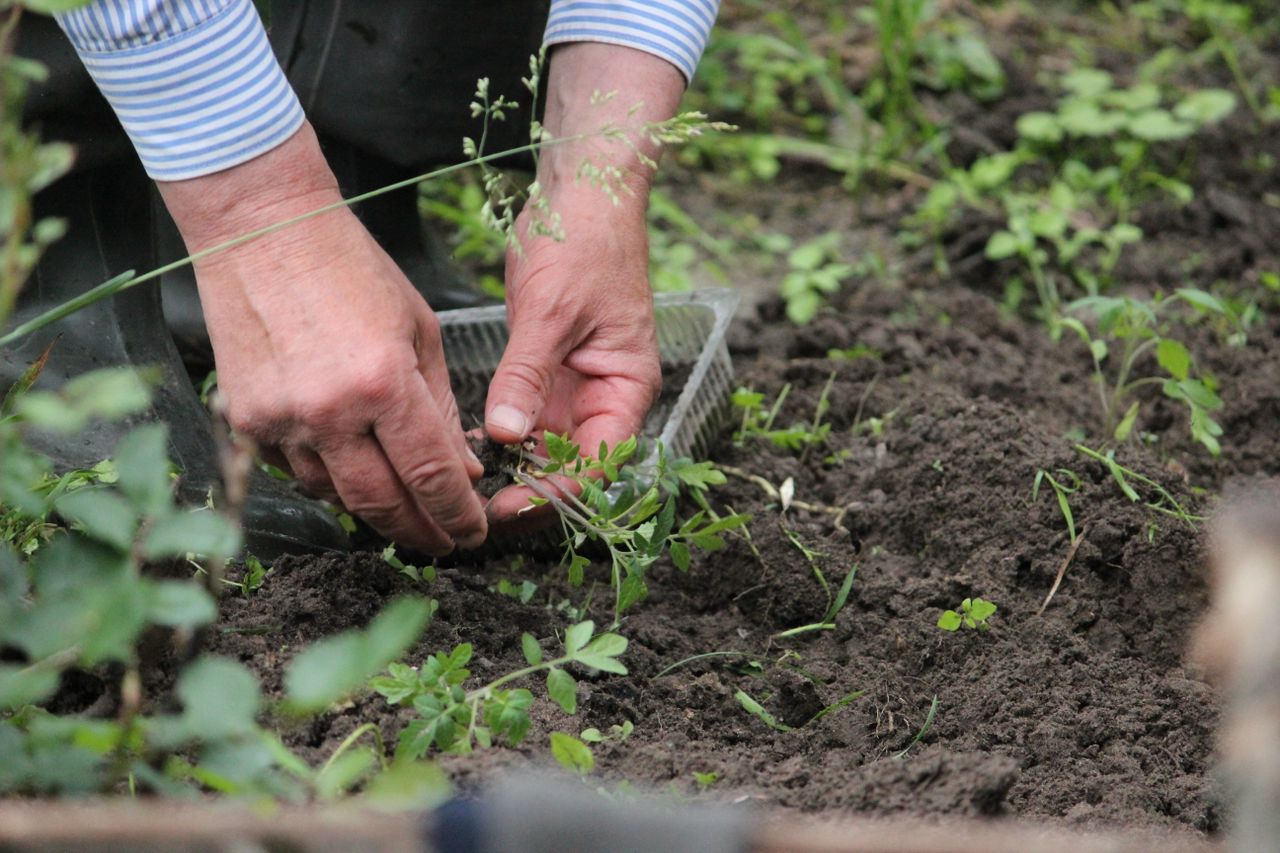 Hands of a gardener planting green seedlings in the soil outdoors.